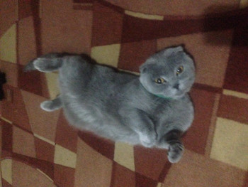 Зображення