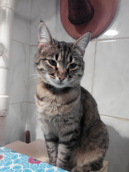 Зображення