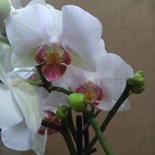 Орхидея фаленопсис мультифлора.3 цветоноса.