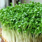 Семена микрозелени Люцерны 30 г(гарантия качества до 10.10.2026)