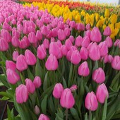 Тюльпаны голандские