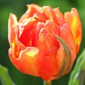 Лот 3 шт. Піоновидні тюльпани