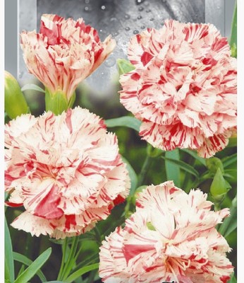 Фото №1 class=
