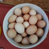 Яйця курячі 30 шт.