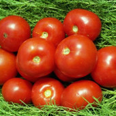 Семена помидор Волгоградский323. 100 семян!!!Посев в открытый грунт. Низкорослый, ранний