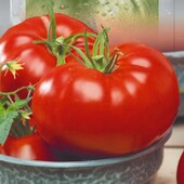 Томат Райська насолода. Один з найсмачніших помідор.