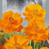 Космея Оранжева,цвіте з липня до заморозків.