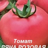 Томат Ляна Розовая, 30+ семян.можно выращивать беззрассадным способом