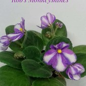 Фіалка Rob's Monkeyshines- фіалка з химерним цвітінням