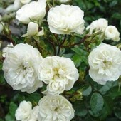 Роза бордюрная Грин Айс(Green Ice)Шикарний кущик троянди,цвіте(фото 3-5)