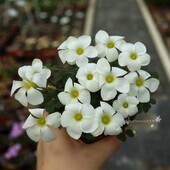 Oxalis obliquifolia