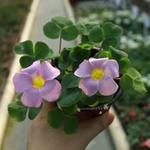 Oxalis purpurea lavender