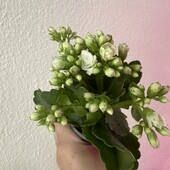 Каланхоє міні, Kalanchoe Greta висота 12,5 см, діаметр горщика 6 см.