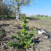 Крыжовник Сварог. Лот 1 саженец 2 годичный .