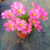 Oxalis high pink