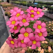 Oxalis high pink