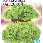 Салат Кучерявець одеський. 1000 насінин!!! Для дієтичного харчування.