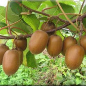 Черенки Киви (Actinidia chinensis) - 3 шт.