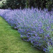 каріоптеріс Kew Blue, 2,5 річн. 