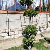 Саженец вечнозелёного кустарника "Бересклета Японского" (Последний лот).