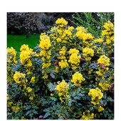 Магонія падуболистна, Mahonia aquifolium , Лот 1 кущик