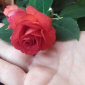 махровий бальзамін Апельсин ( умовно)
