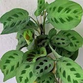 Маранта Керховена (Maranta kerchoveana)