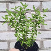 каріоптеріс Kew Blue, 2,5 річн. , той що на фото, у горщику 1,5л