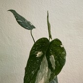 Монстера Тайське сузірʼя, Monstera Thai дітка