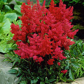 Астільба Etna