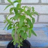 каріоптеріс Kew Blue, 2,5 річн. , той що на фото, у горщику 2л