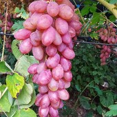 Чубуки винограду Румба 4 шт для укорінення.