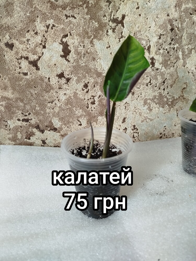 Фото №2