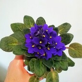 Фиалка большой кустик