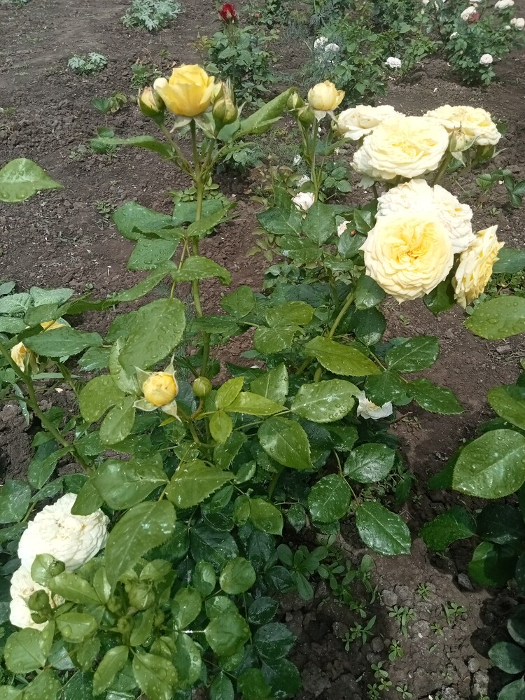 Фото №2