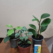Два сорта пиперомий + пилея одним лотом.