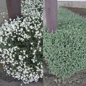 Ясколка грунтопокривна весняна красуня .