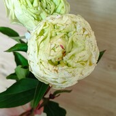 Кудред