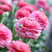 Ранункулюс (лютик) Aviv Rose 5 шт