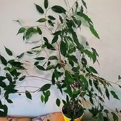 Фікус Бенджаміна Екзотика(Бенджаміна ‘Exotica’)
