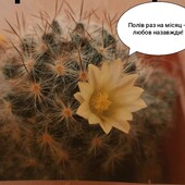 Мамілярія -любов назавжди