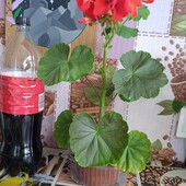 Пеларгонія