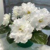 фиалка ек біла королева