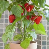 перец комнатный разноцветный капсикум, стручковый , отросток 1 шт.