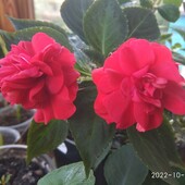 махровий бальзамін sunrise red. Розпродаж!!!