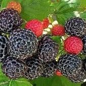 Чёрная малина Кумберленд