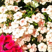 Фото №5