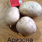 Насіннева картопля Аризона