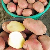 Картопля насіннева