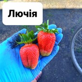 Полуниця Лючія, рання високоурожайна
